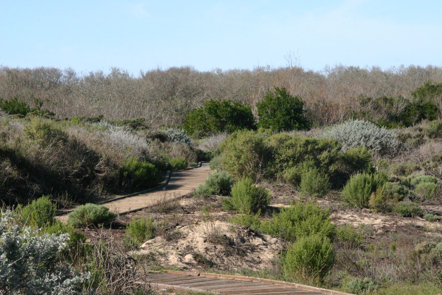 Oso Flaco Boardwalk